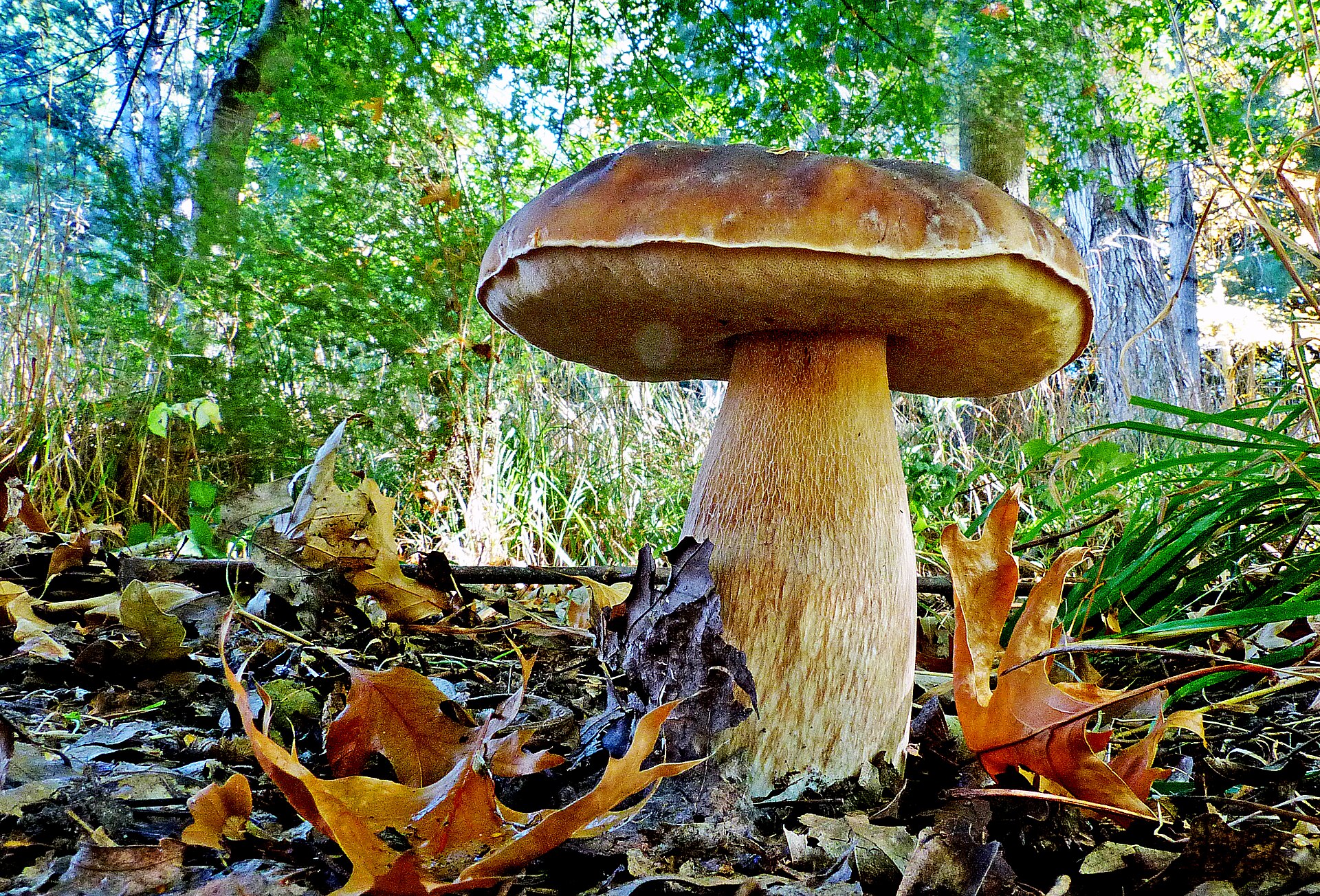 Bolete fungi. (51151298267). Photo: Bernard Spragg. NZ from Christchurch, New Zealand, Wikimedia Commons, Public domain