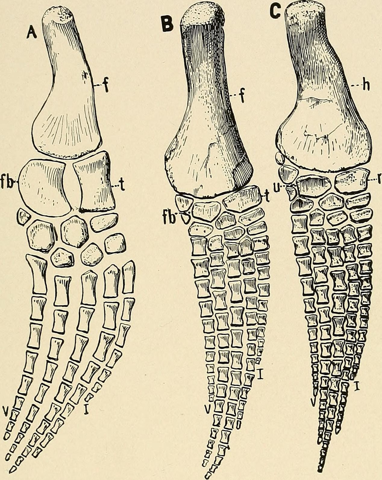 DNA solves 250-year-old mystery of the Seychelles’ lost crocodiles