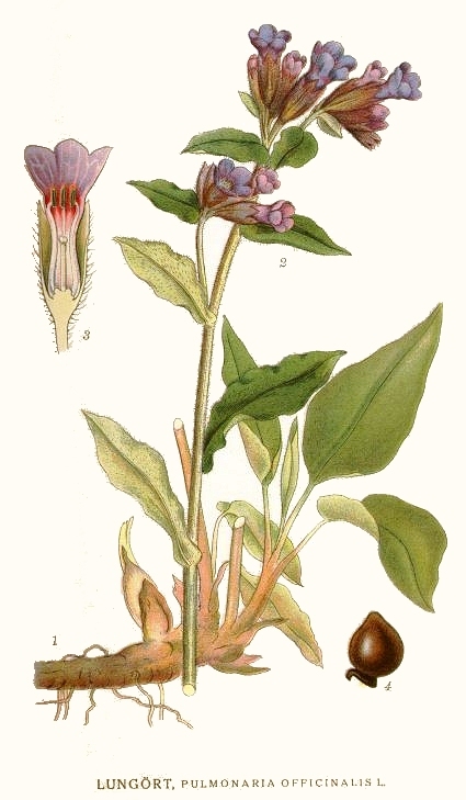 Carl Axel Magnus Lindman’s botanical plate shows the spotted leaves and changing flower colours that made Pulmonaria officinalis memorable to herbalists. Credit: Carl Axel Magnus Lindman, public domain