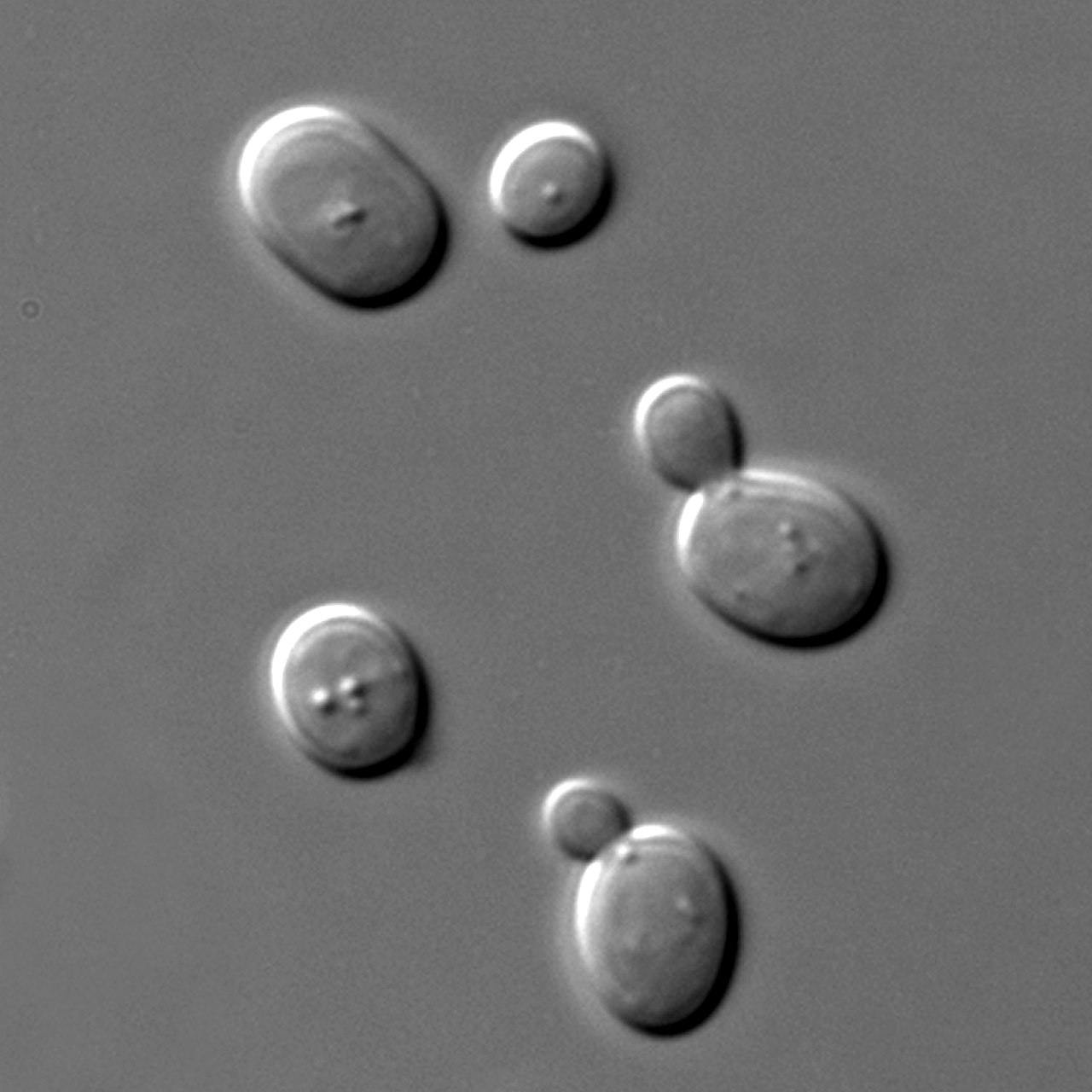 Yeast-based bio-materials could be 3D-printed for interiors and architecture