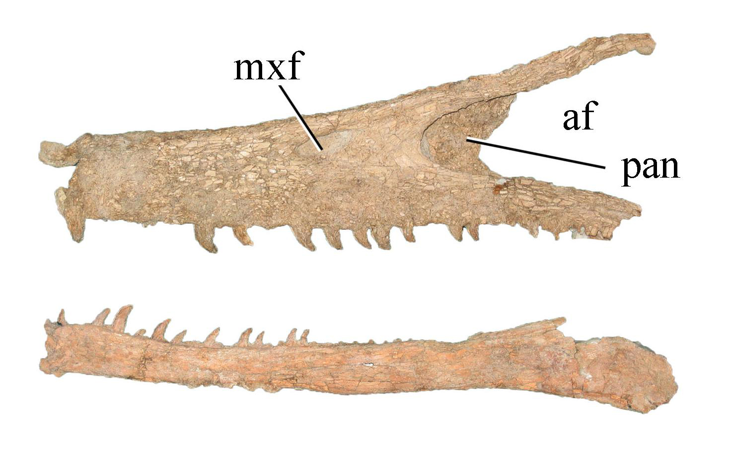 A jaw comparison from Austroraptor, a larger Patagonian unenlagiid, helps show why paleontologists compare Kank with long-snouted southern raptors rather than with generic “raptors.” Credit: Federico L. Agnolín, Matias J. Motta, Federico Brissón Egli, Gastón Lo Coco and Fernando E. Novas / Wikimedia Commons, CC BY 4.0