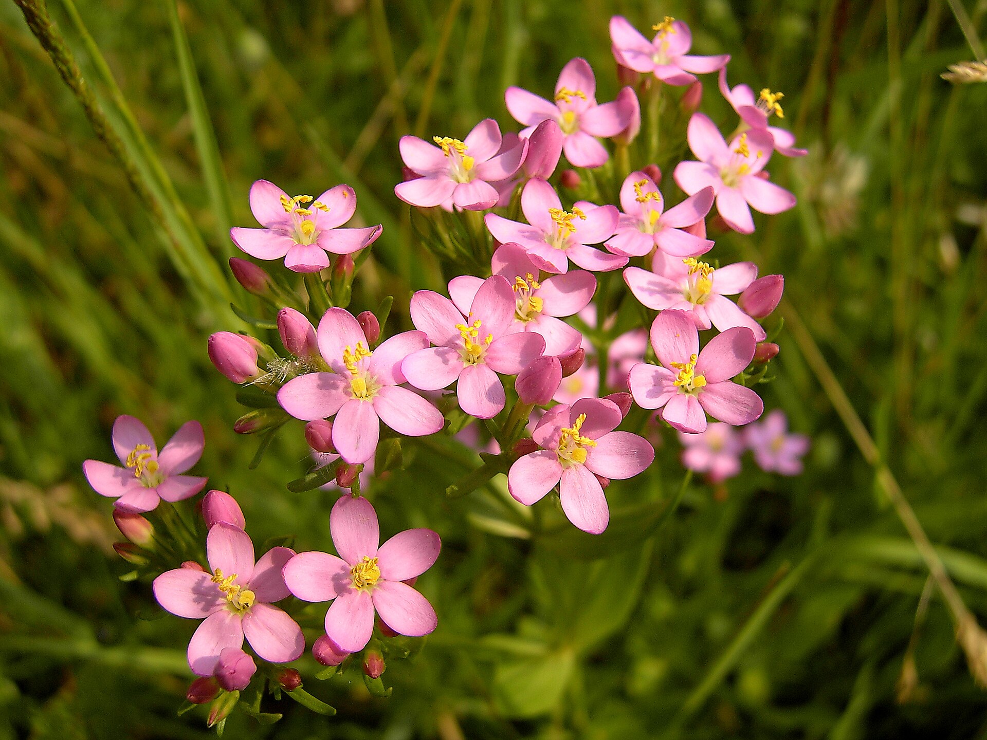 Květy Centaurium erythraea ukazují drobné růžové hvězdičky, podle nichž rostlinu rozpoznávali bylináři. Kredit: Hans Hillewaert, Wikimedia Commons, CC BY-SA 3.0