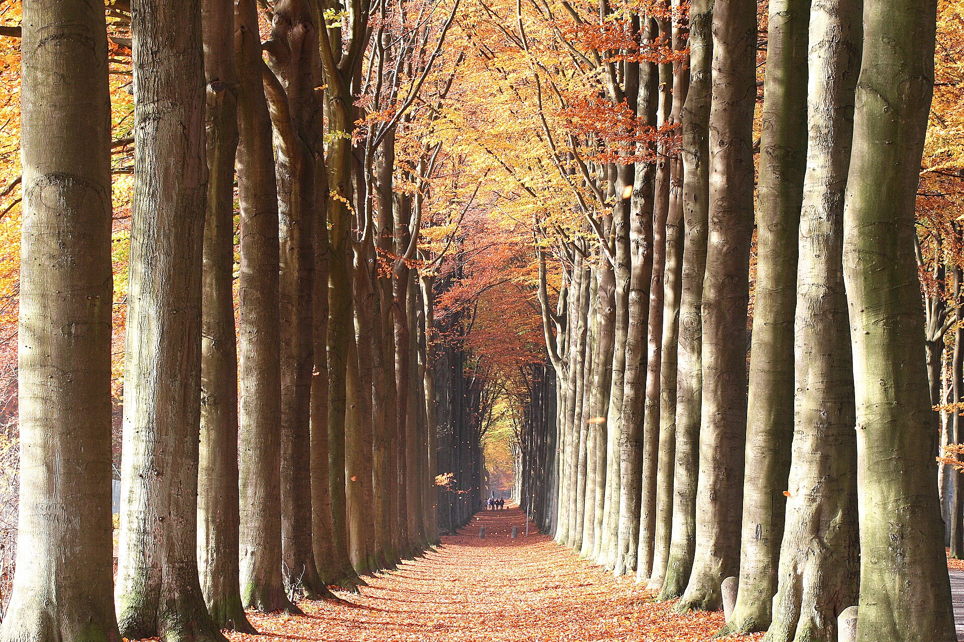 A tree-lined street shows the physical canopy that smart heat maps try to place where people need shade most. Credit: Jean-Pol GRANDMONT, Wikimedia Commons, CC BY 3.0