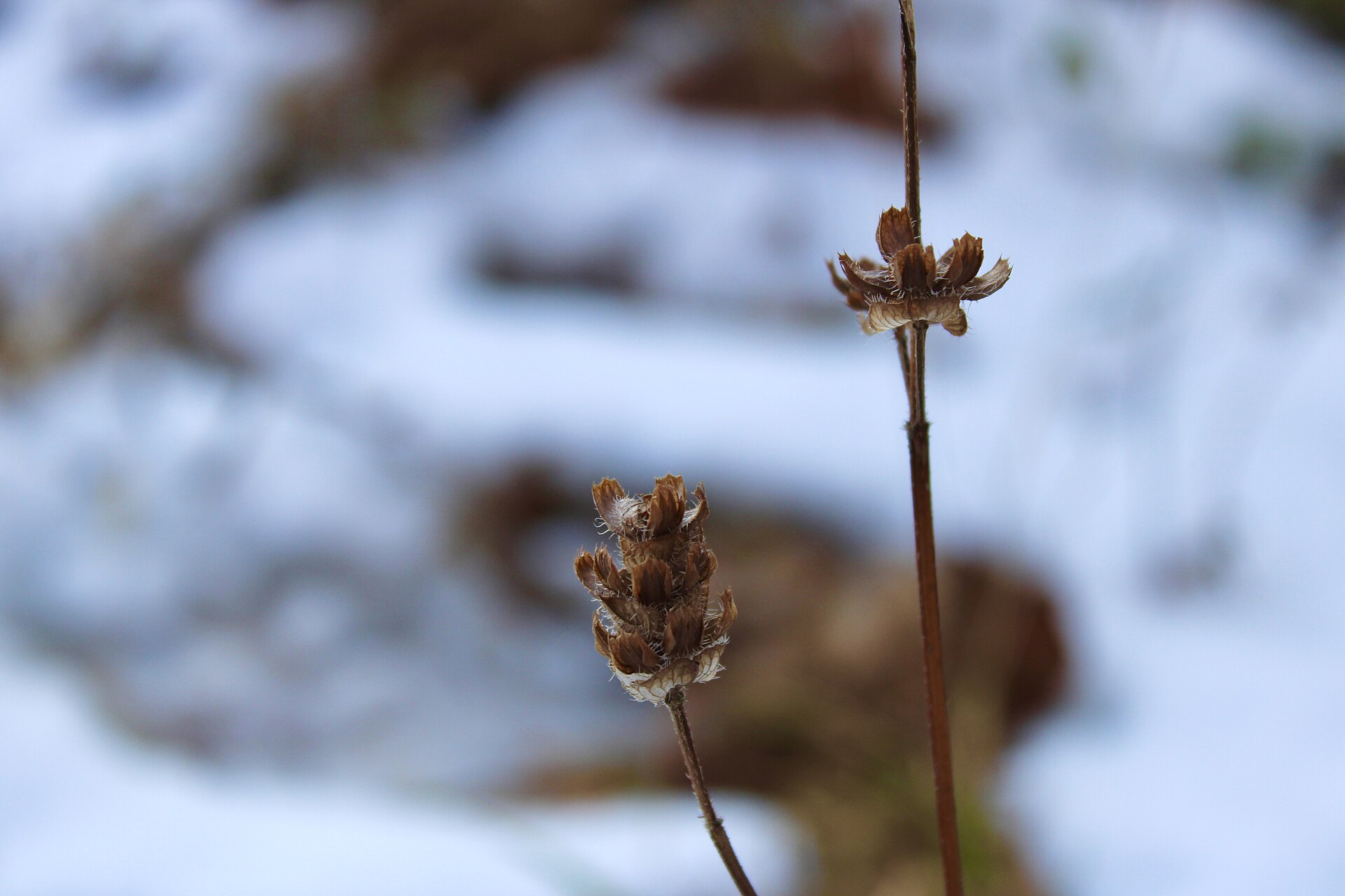 Self-heal: the common purple flower with a surprisingly medical name