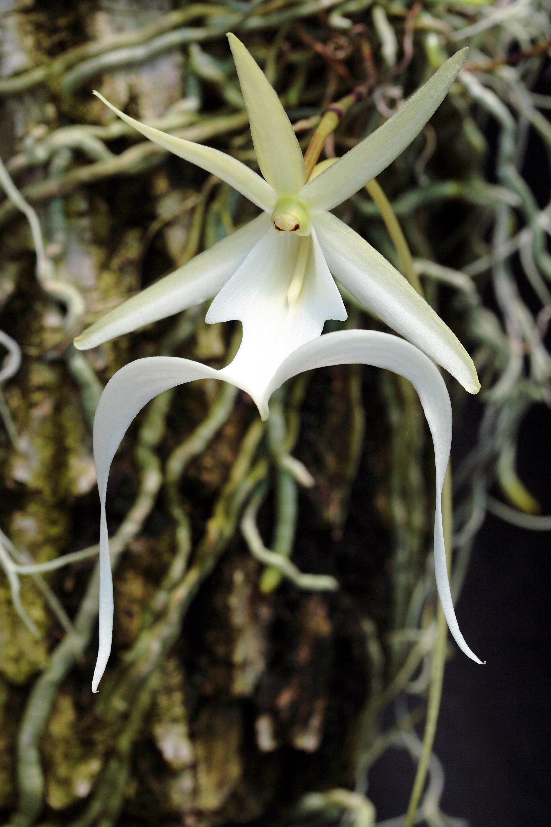 Orchidej, která žije skoro bez těla