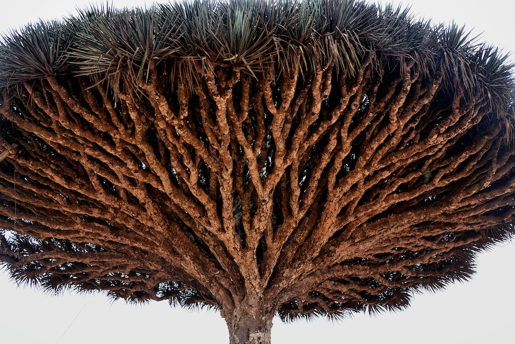 Socotra: island geography at the meeting point of monsoon, limestone and time