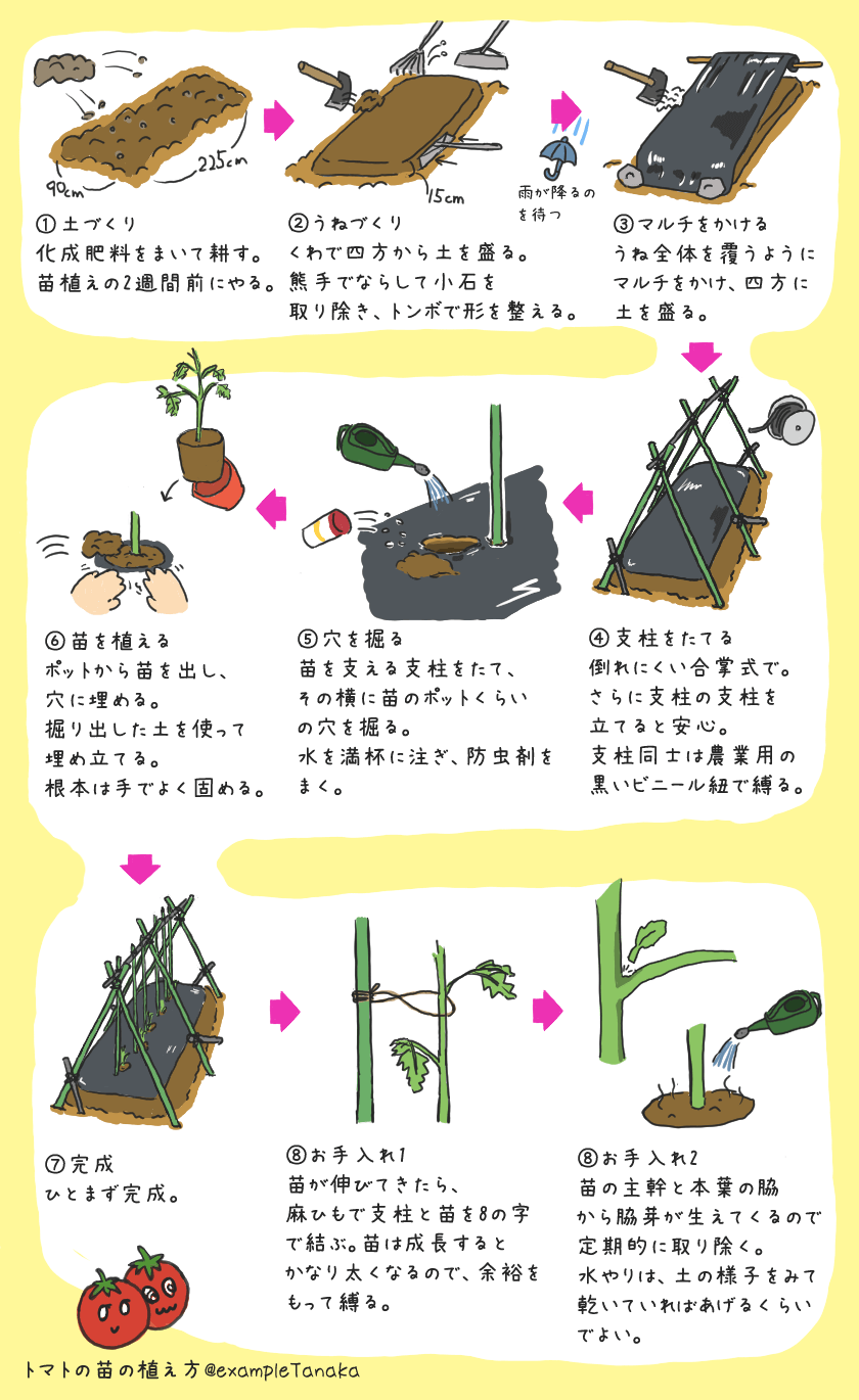 父から教わったトマトの苗の植え方