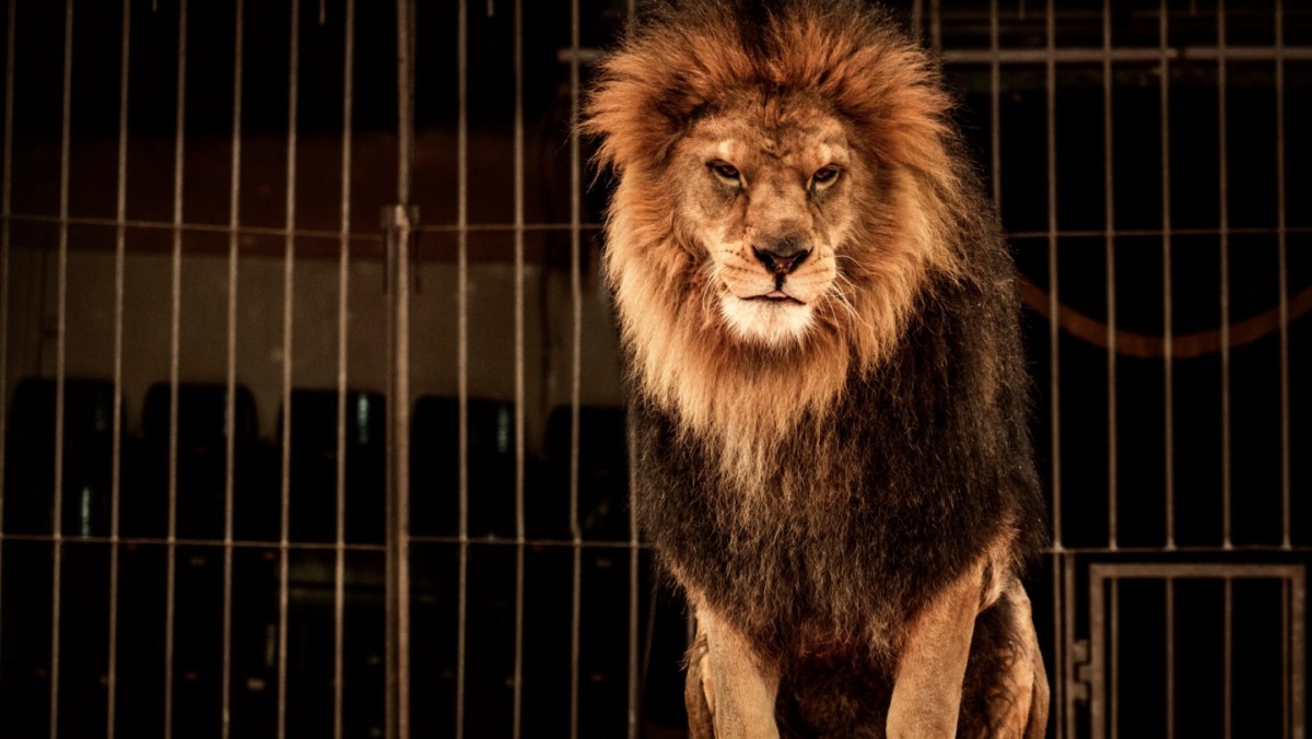 11 Facts About Circus Animal Abuse | DoSomething.org