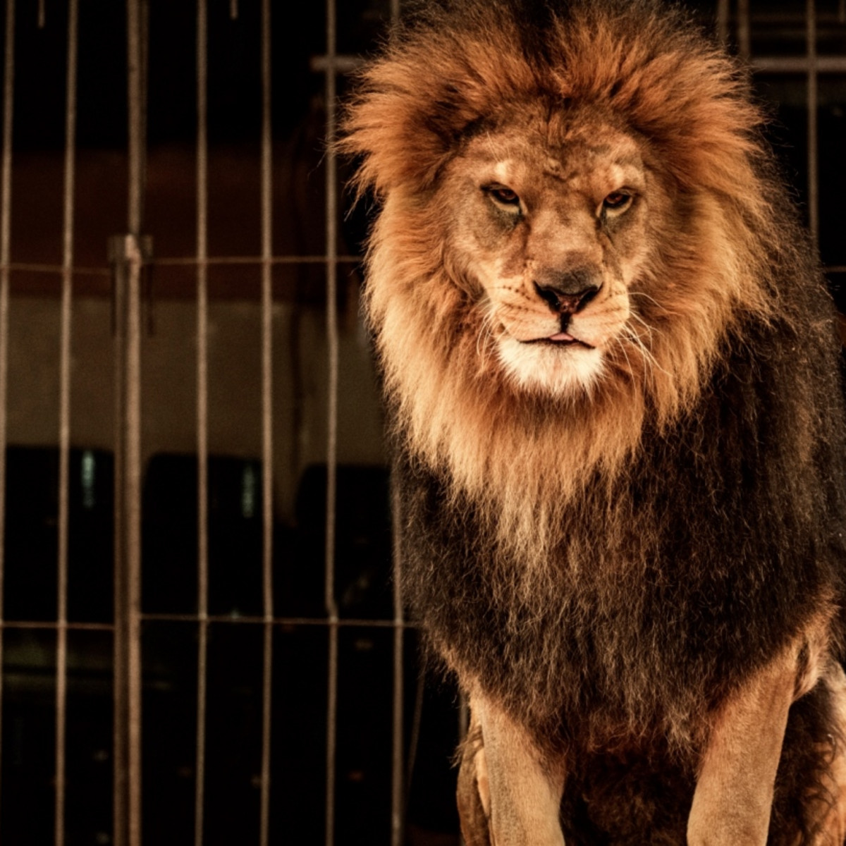 11 Facts About Circus Animal Abuse 