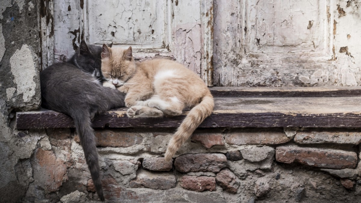 People for Cats: Sheltering Homeless Cats