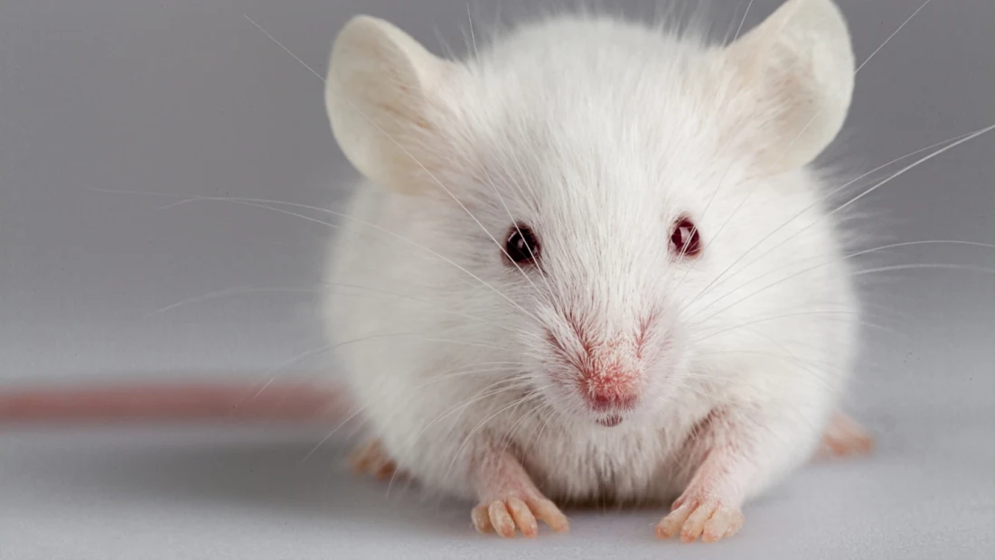 How many mice and rats are used in U.S. labs? Controversial study says more  than 100 million, Science