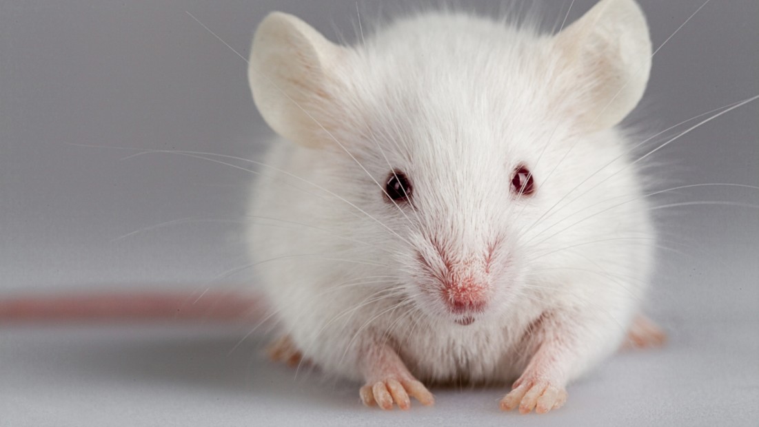 11 Facts About Animal Testing 