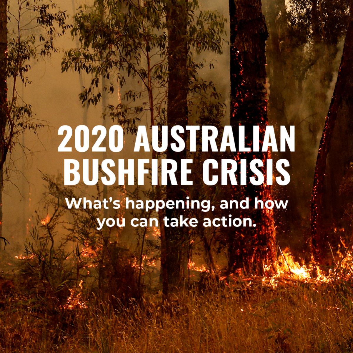 2020 Australian Bushfire Crisis Dosomething Org