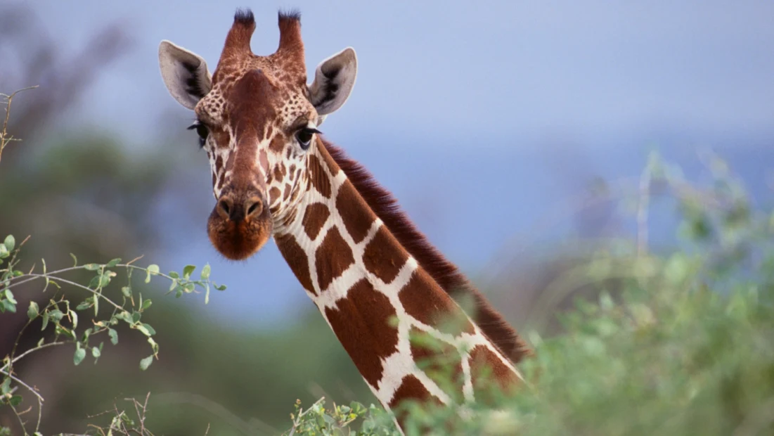 Giraffe is the tallest animal in the world. It has long legs and neck.  neck. Its long neck helps in 