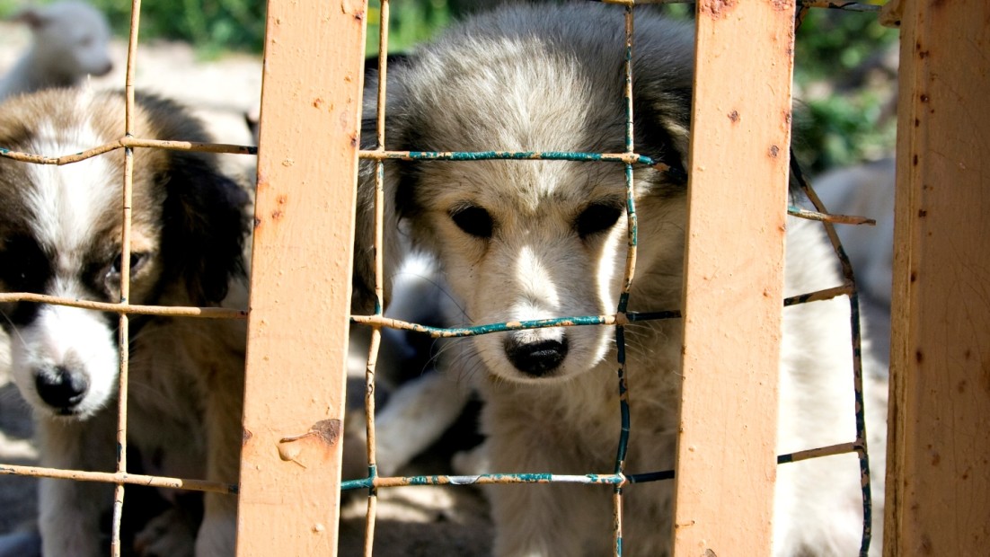 which state has most puppy mills