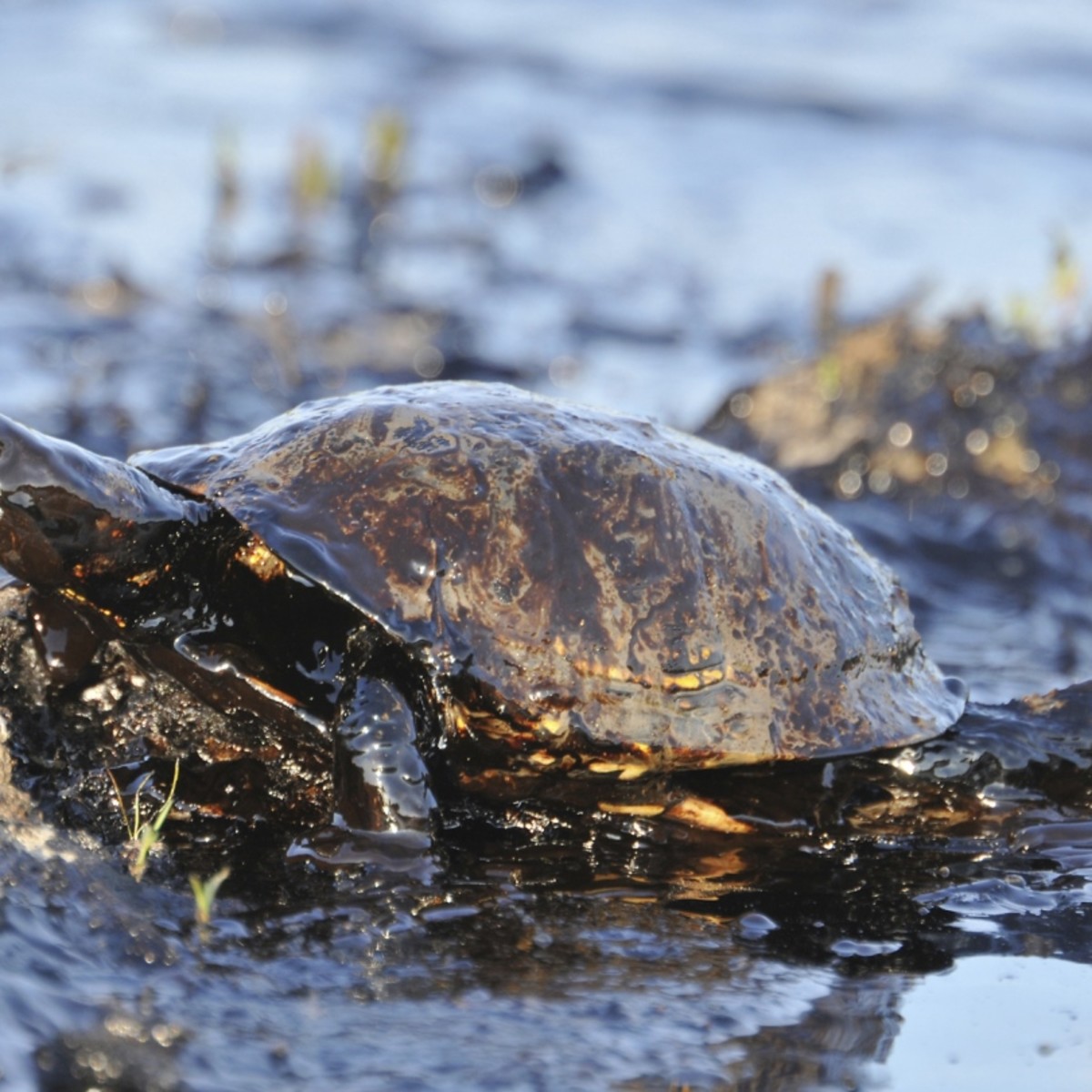 11 Facts About The BP Oil Spill DoSomething 11-facts-about-the-bp-oil-spill-dosomething