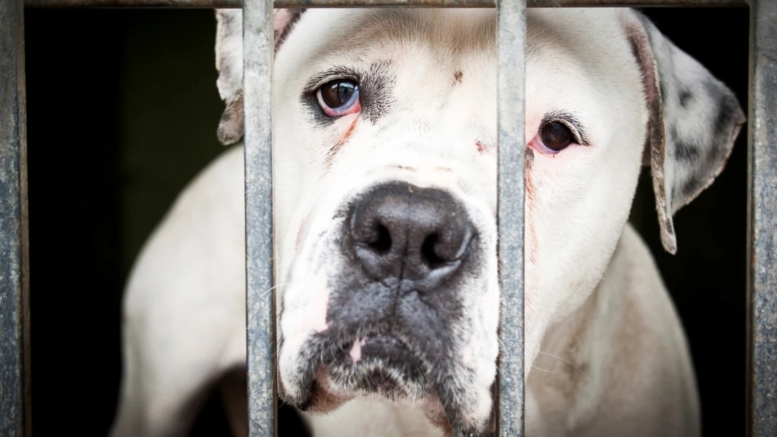 abused and neglected animals