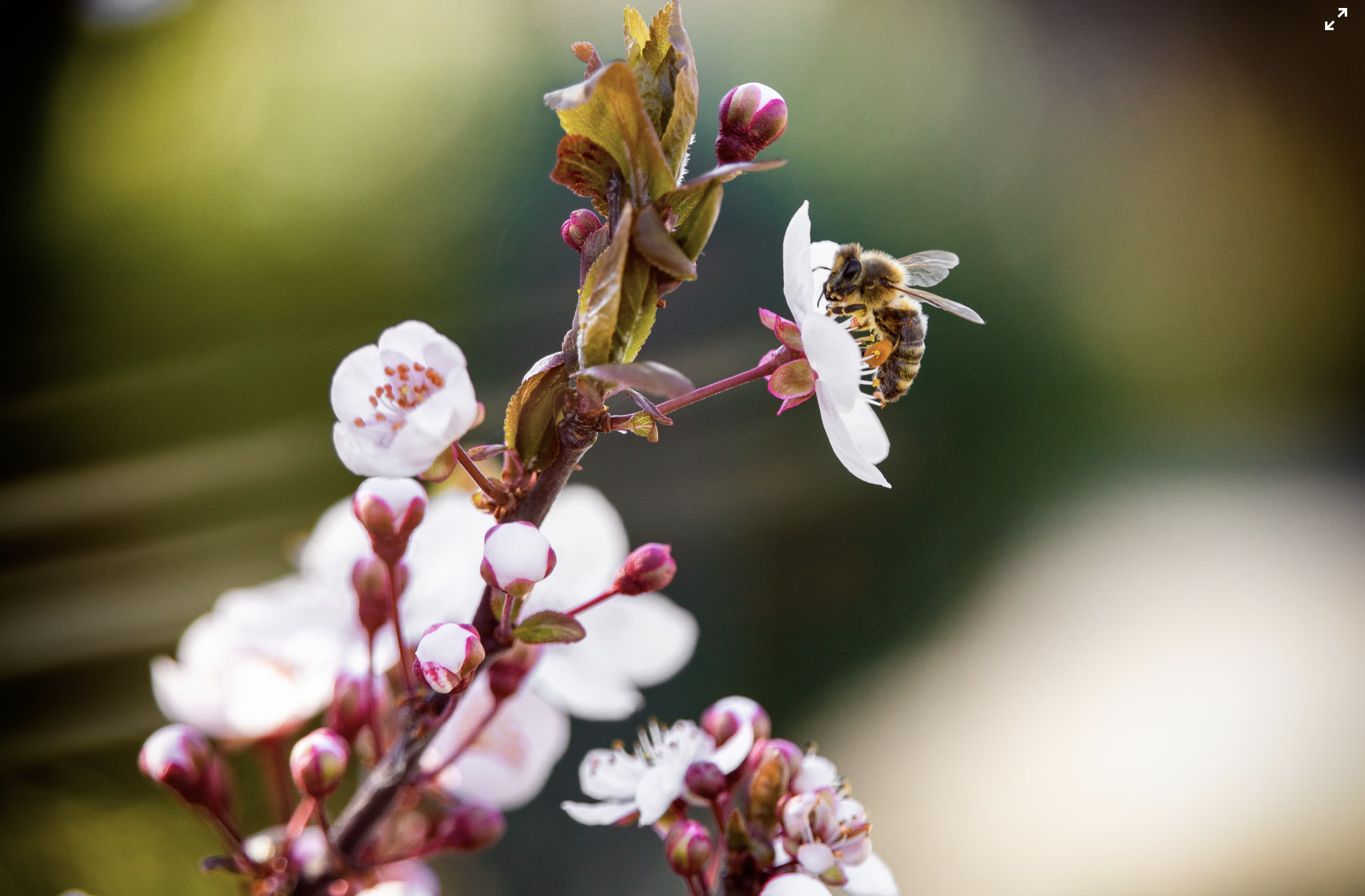 Breaking Down Allergies Does Vitamin C Help with Allergies?