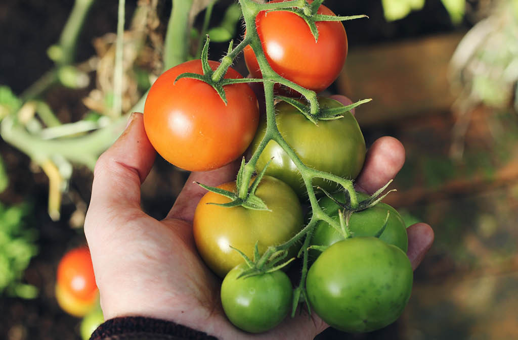 earth day farm post5