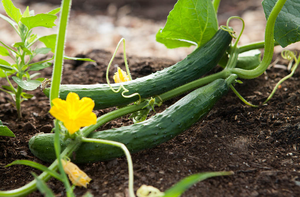 land gardening tips feature