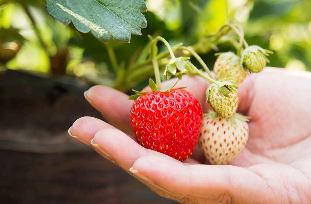 where good grows gardening kids2