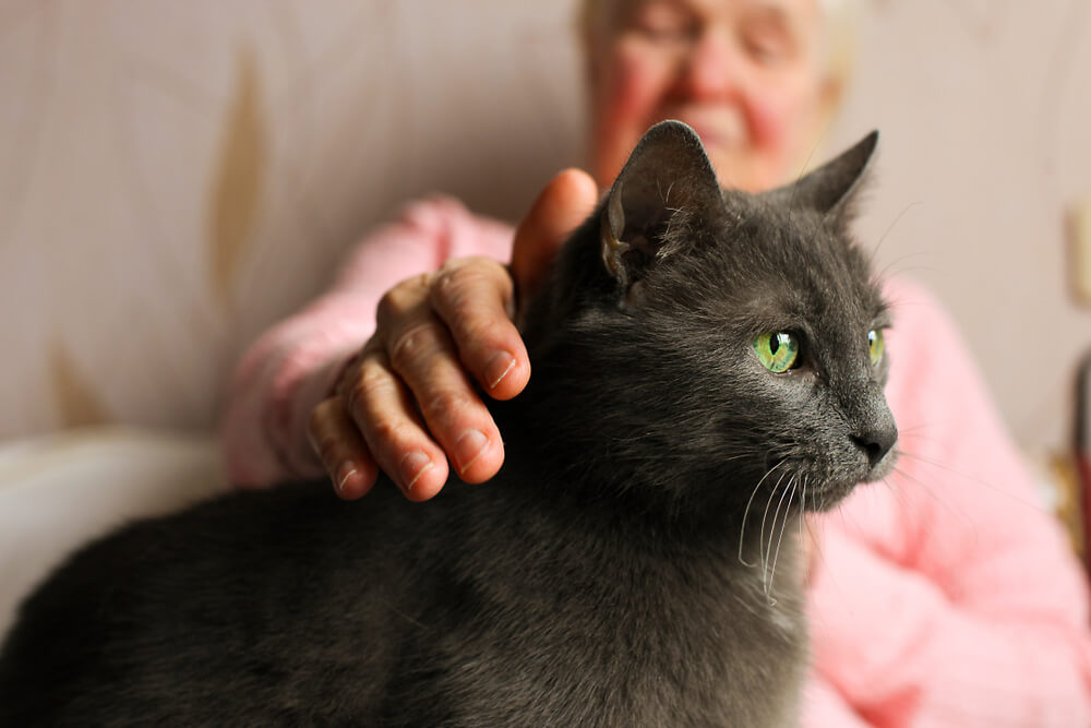 Hookworm cat outlet treatment