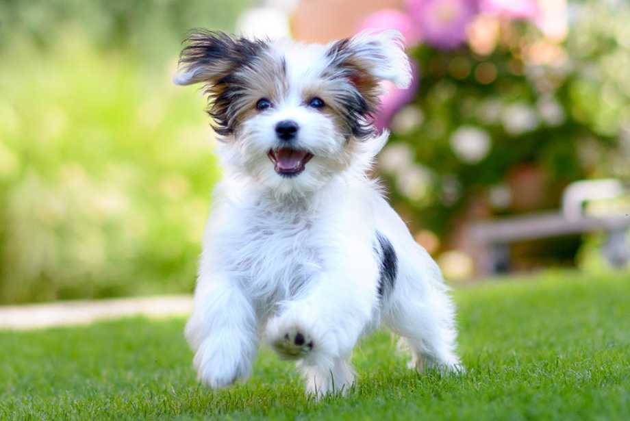 White and grey puppy running across the lawn