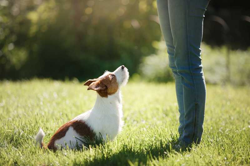 Dog training looking up at owner