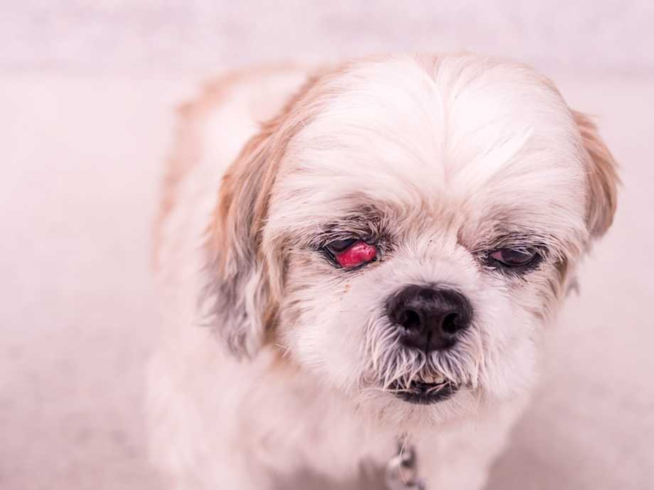 Eye Inflammation (Blepharitis) in Dogs Small Door Veterinary