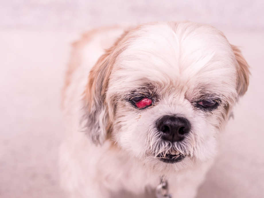 puppy swollen eye home treatment