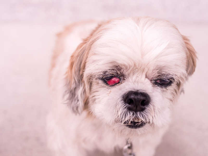 Cherry-Eye Shih-Tzu