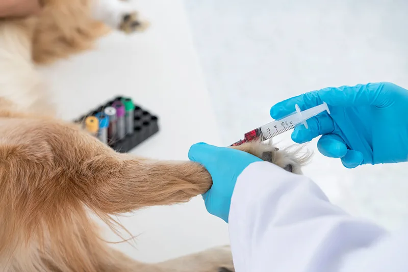 Veterinarian drawing blood from a dog's leg for a liquid biopsy test