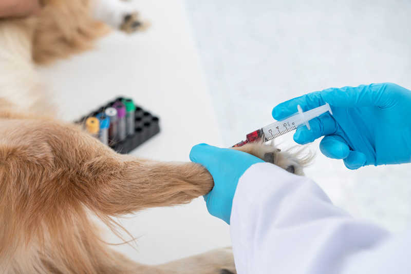 Dog blood draw liquid biopsy