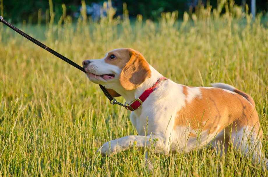 Beagle dog pulling on leash