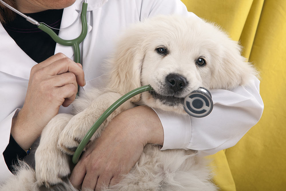 Vet discount for dogs