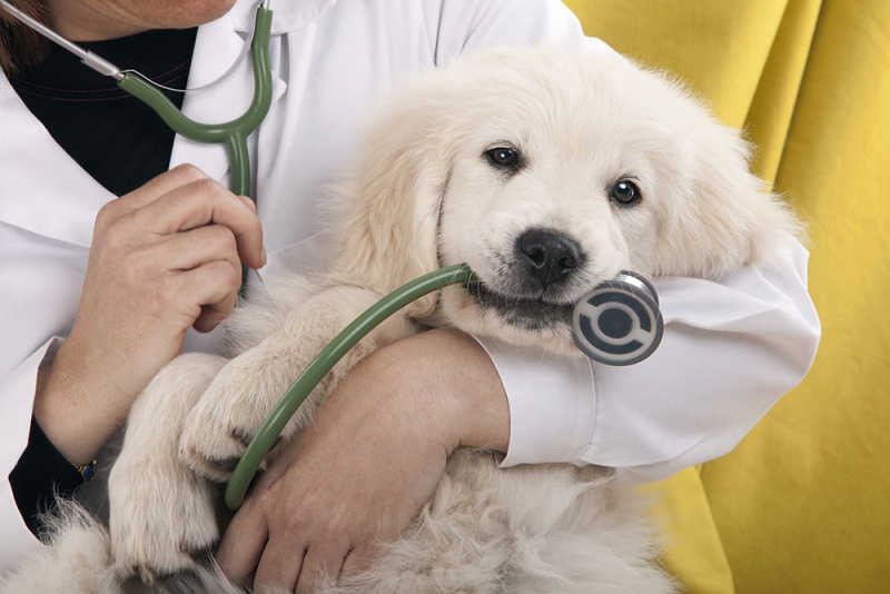 how much is a vet visit for a sick dog