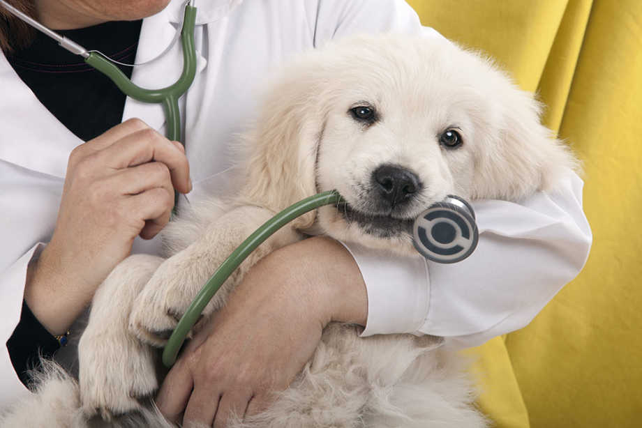 Dog Chewing on Stethoscope at Vet Visit