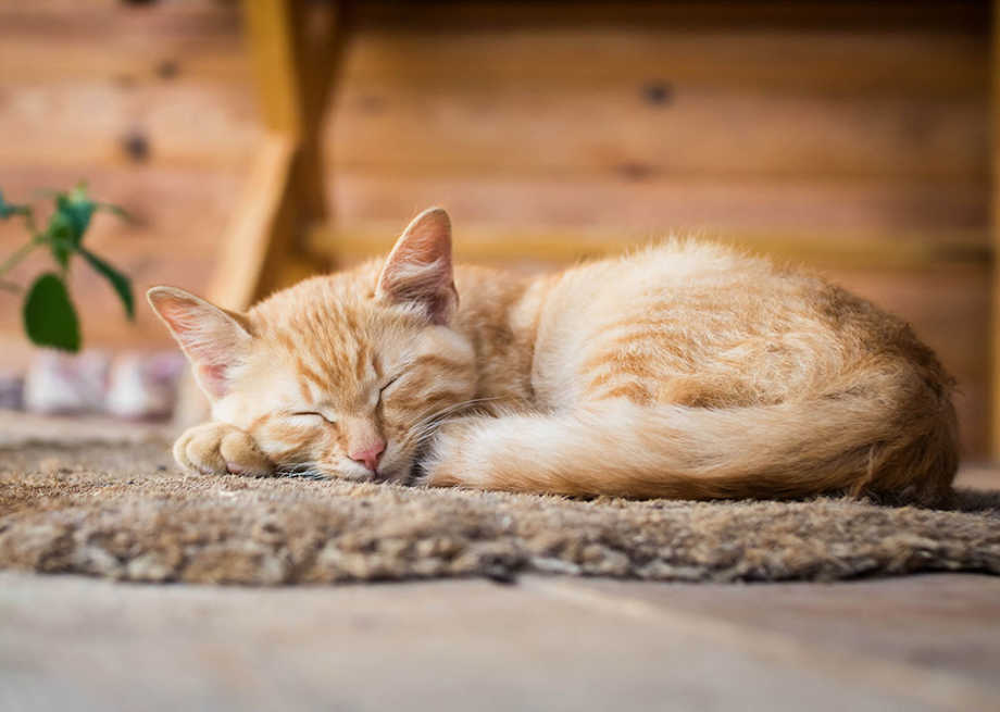 Ginger cat lying on rug