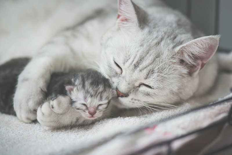 Cat Pregnancy Facts | Small Veterinary
