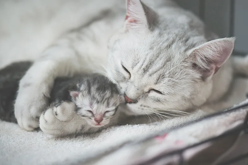 Cat with Kitten