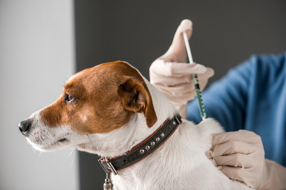 Yearly injections hot sale for dogs