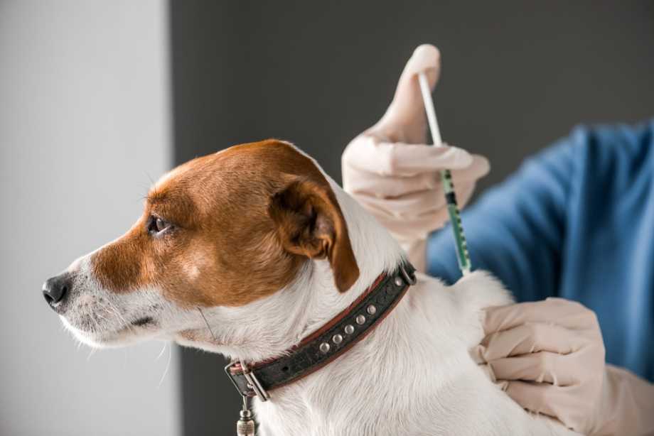 Rabies In Dogs | Small Door Veterinary