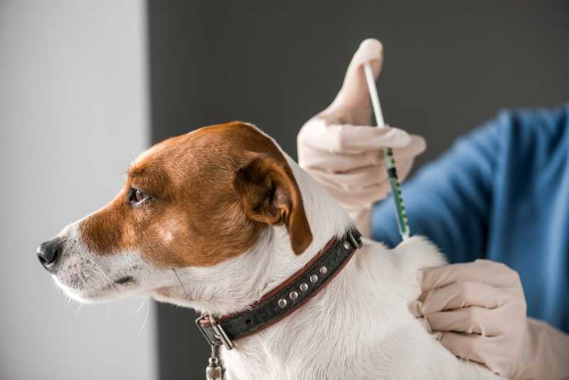 Dog getting rabies vaccine