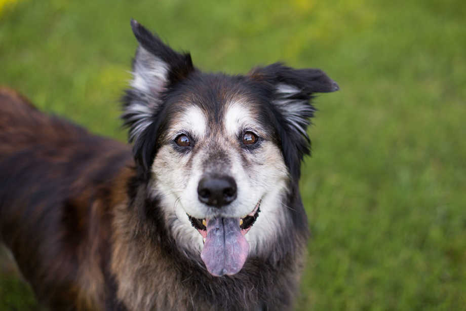 Senior dog with grey muzzle and tongue out
