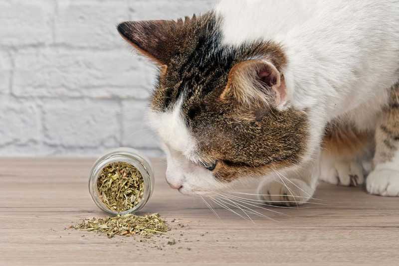 Cat Sniffing Dried Catnip