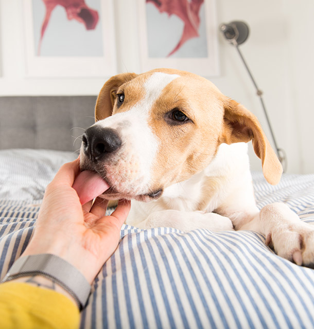 Dog licking human hand