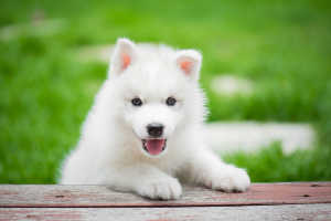 Fluffy white-puppy resting paws on bench