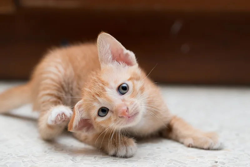 Kitten itching its ear