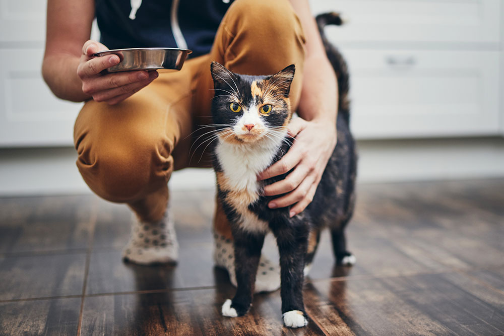 Cat with Owner Food Bowl Self-Isolation