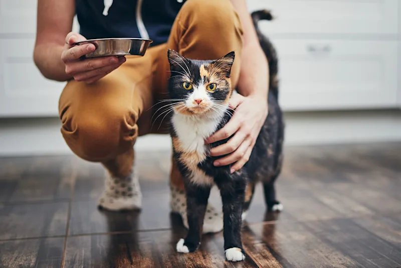 Cat with Owner Food Bowl Self-Isolation